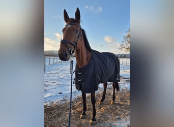 Zangersheide, Merrie, 9 Jaar, 162 cm, Bruin