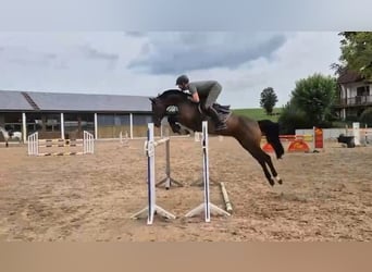 Zangersheide, Merrie, 9 Jaar, 162 cm, Zwartbruin