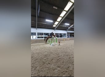 Zangersheide, Merrie, 9 Jaar, 166 cm, Vos