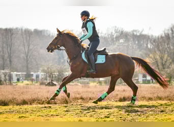 Zangersheide, Merrie, 9 Jaar, 166 cm, Vos