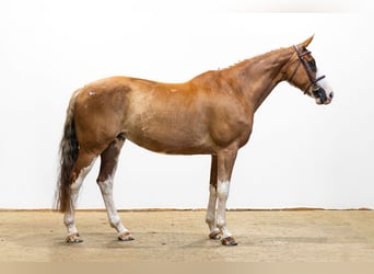 Zangersheide, Merrie, 9 Jaar, 166 cm, Vos