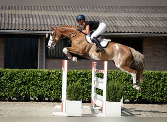 Zangersheide, Merrie, 9 Jaar, 166 cm, Vos