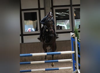 Zangersheide, Merrie, 9 Jaar, 167 cm, Bruin