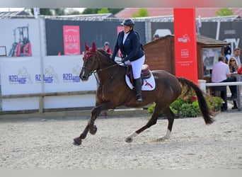 Zangersheide, Merrie, 9 Jaar, 167 cm, Donkere-vos