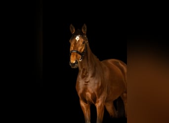 Zangersheide, Merrie, 9 Jaar, 167 cm, Roodbruin