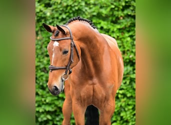 Zangersheide, Merrie, 9 Jaar, 168 cm, Bruin
