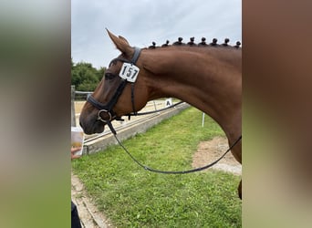 Zangersheide, Merrie, 9 Jaar, 168 cm, Donkere-vos