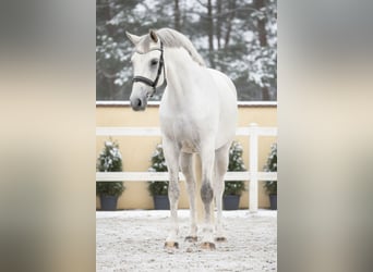 Zangersheide, Merrie, 9 Jaar, 168 cm, Schimmel