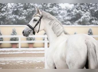 Zangersheide, Merrie, 9 Jaar, 168 cm, Schimmel
