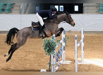 Zangersheide, Merrie, 9 Jaar, 169 cm, Bruin