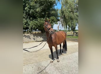 Zangersheide, Merrie, 9 Jaar, 170 cm, Bruin