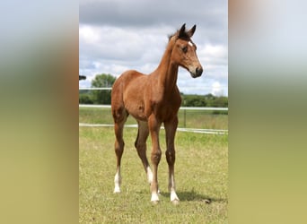 Zangersheide, Merrie, 9 Jaar, 170 cm, Bruin