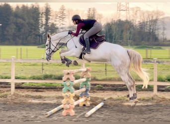 Zangersheide, Merrie, 9 Jaar, 170 cm, Schimmel