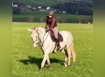 Zangersheide, Merrie, 9 Jaar, 170 cm, Schimmel