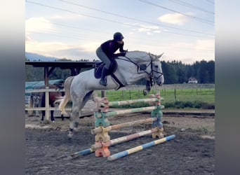 Zangersheide, Merrie, 9 Jaar, 170 cm, Schimmel