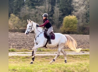 Zangersheide, Merrie, 9 Jaar, 170 cm, Schimmel