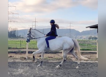 Zangersheide, Merrie, 9 Jaar, 170 cm, Schimmel