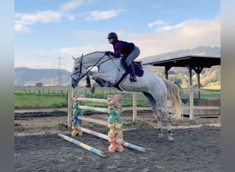 Zangersheider, Stute, 9 Jahre, 170 cm, Schimmel