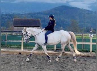 Zangersheide, Merrie, 9 Jaar, 170 cm, Schimmel