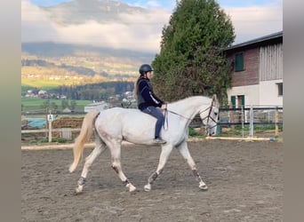 Zangersheide, Merrie, 9 Jaar, 170 cm, Schimmel