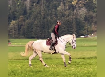 Zangersheide, Merrie, 9 Jaar, 170 cm, Schimmel