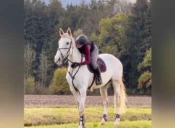 Zangersheider, Stute, 9 Jahre, 170 cm, Schimmel