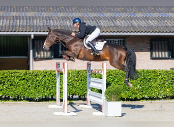 Zangersheide, Merrie, 9 Jaar, 171 cm, Donkerbruin