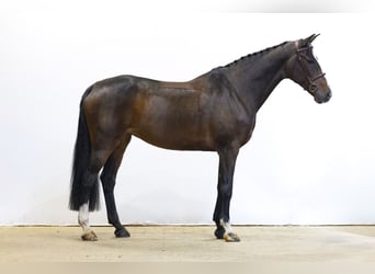 Zangersheide, Merrie, 9 Jaar, 171 cm, Donkerbruin