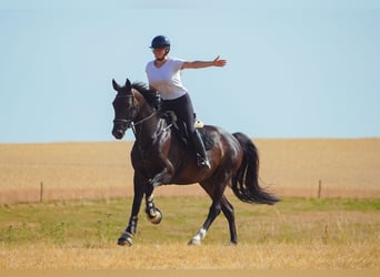 Zangersheide, Merrie, 9 Jaar, 172 cm, Donkerbruin