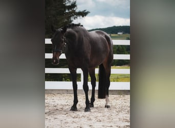 Zangersheide, Merrie, 9 Jaar, 172 cm, Donkerbruin