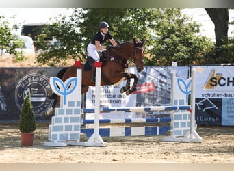 Zangersheide, Merrie, 9 Jaar, 175 cm, Bruin