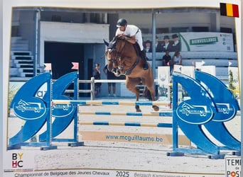 Zangersheide, Merrie, Veulen (01/2026), 168 cm, Roodbruin
