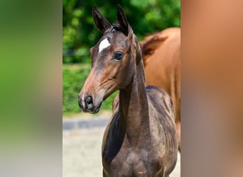 Zangersheide, Merrie, Veulen (03/2026), 169 cm, Donkerbruin