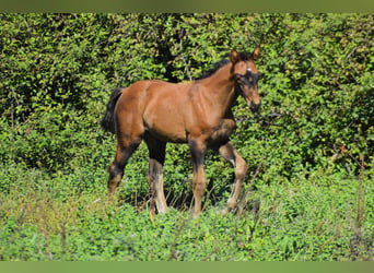 Zangersheide, Merrie, Veulen (08/2026), 170 cm, Bruin