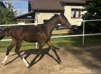 Zangersheide, Merrie, Veulen (03/2026), 170 cm, Bruin