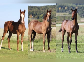 Zangersheide, Merrie, Veulen (04/2025), 170 cm, Vos