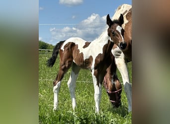 Zangersheide, Merrie, Veulen (04/2026), 175 cm, Gevlekt-paard
