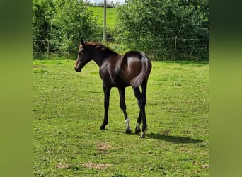 Zangersheide, Merrie, veulen (04/2023), 175 cm, Zwartbruin