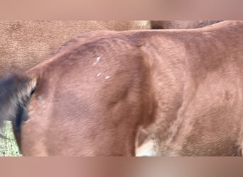 Zangersheide Mix, Merrie, Veulen (06/2026), Appaloosa