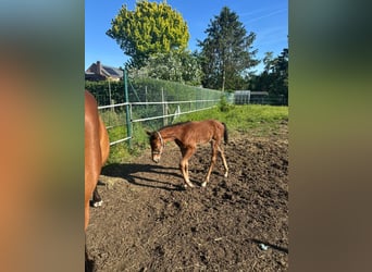 Zangersheide, Merrie, Veulen (05/2026), Bruin