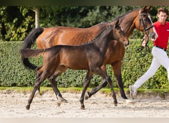 Zangersheide, Merrie, Veulen (07/2025), Donkerbruin