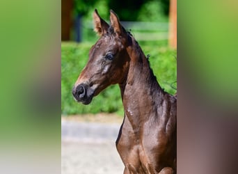 Zangersheide, Merrie, Veulen (05/2026), Donkerbruin