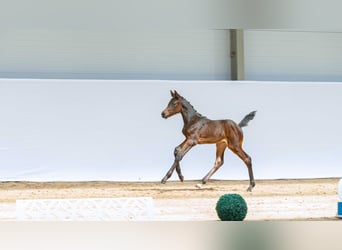 Zangersheide, Merrie, Veulen (04/2026), Donkerbruin