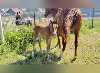 Zangersheide, Merrie, Veulen (05/2026), Donkere-vos