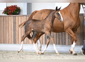 Zangersheide, Merrie, Veulen (06/2025), Donkere-vos