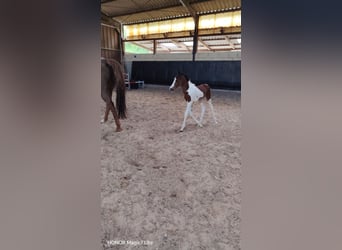Zangersheide, Merrie, Veulen (01/2026), Gevlekt-paard
