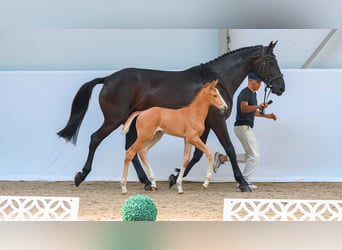 Zangersheide, Merrie, Veulen (05/2026), Palomino