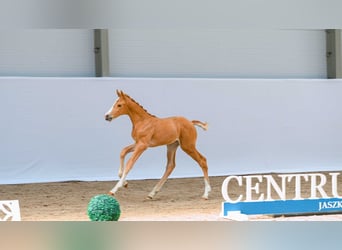 Zangersheide, Merrie, Veulen (05/2026), Palomino