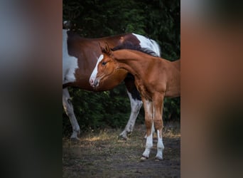 Zangersheide, Merrie, , Roodbruin