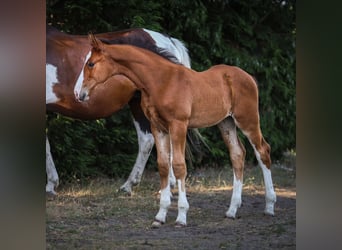 Zangersheide, Merrie, , Roodbruin